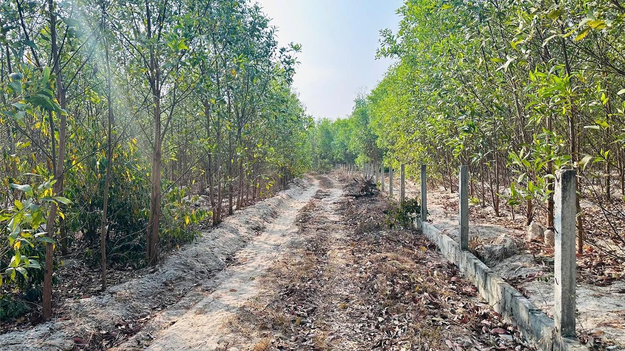 Bán đất 1000m2 Tân Bình La Gi Bình Thuận giá 600 triệu sổ riêng