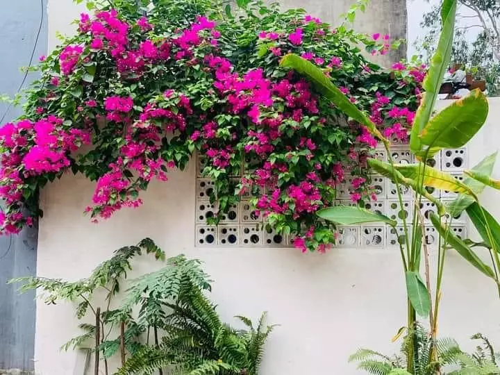 SỤP HẦM, BÁN ĐẤT DIỆN LỚN 263M XÂY KHÁCH SẠN GIÁ CHỈ 22 TỶ ĐƯỜNG TÔ HIẾN THÀNH ĐÀ NẴNG.