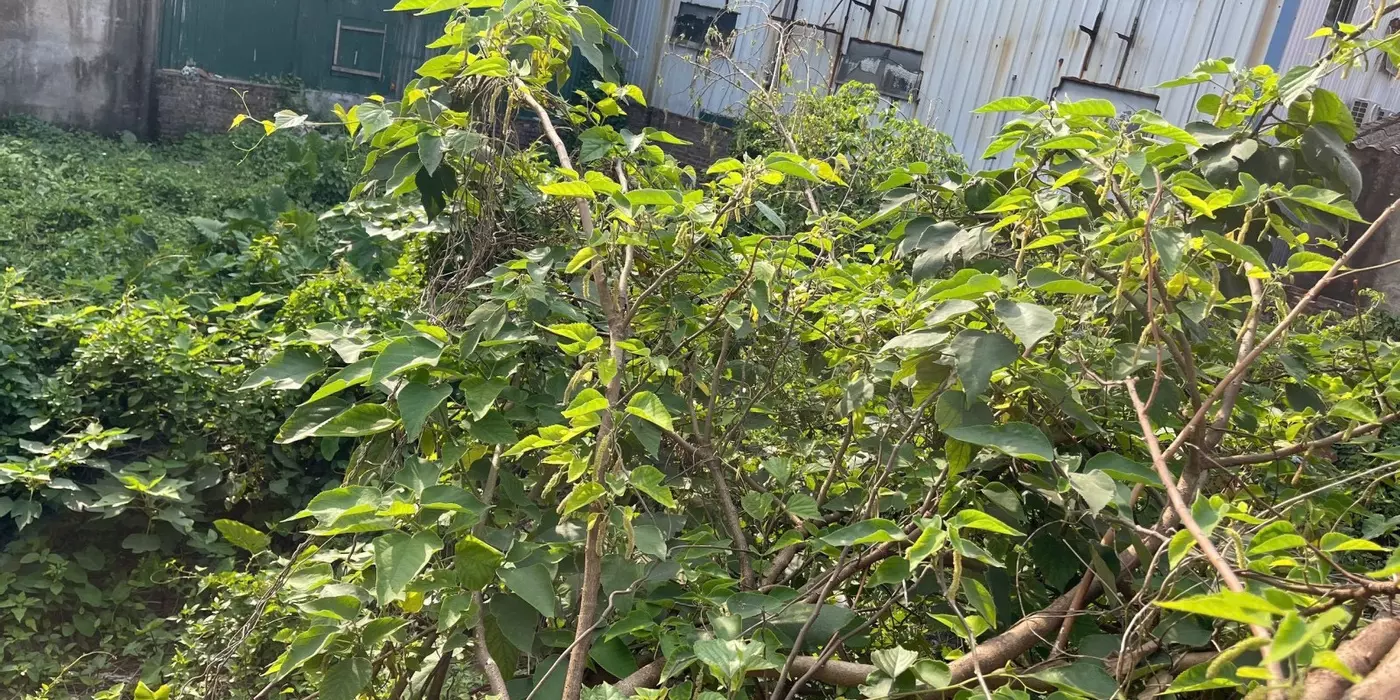 BÁN 104m Đất THẠCH CẦU, Long Biên   MT 5m , oto ,KD,giá 7,6ty .