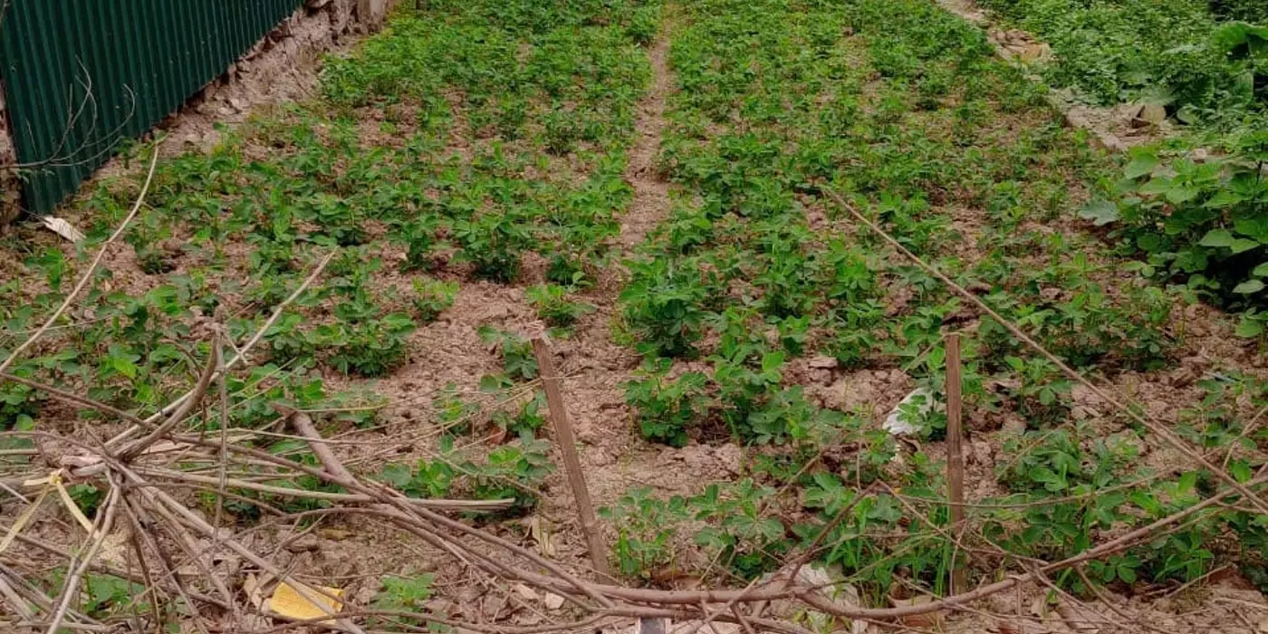 BÁN LÔ ĐẤT HUYỆN KIẾN XƯƠNG -  TIỀM NĂNG SINH LỜI CAO
TẠI THÔN ĐÔNG THÀNH XÃ BÌNH MINH HUYỆN KIẾN