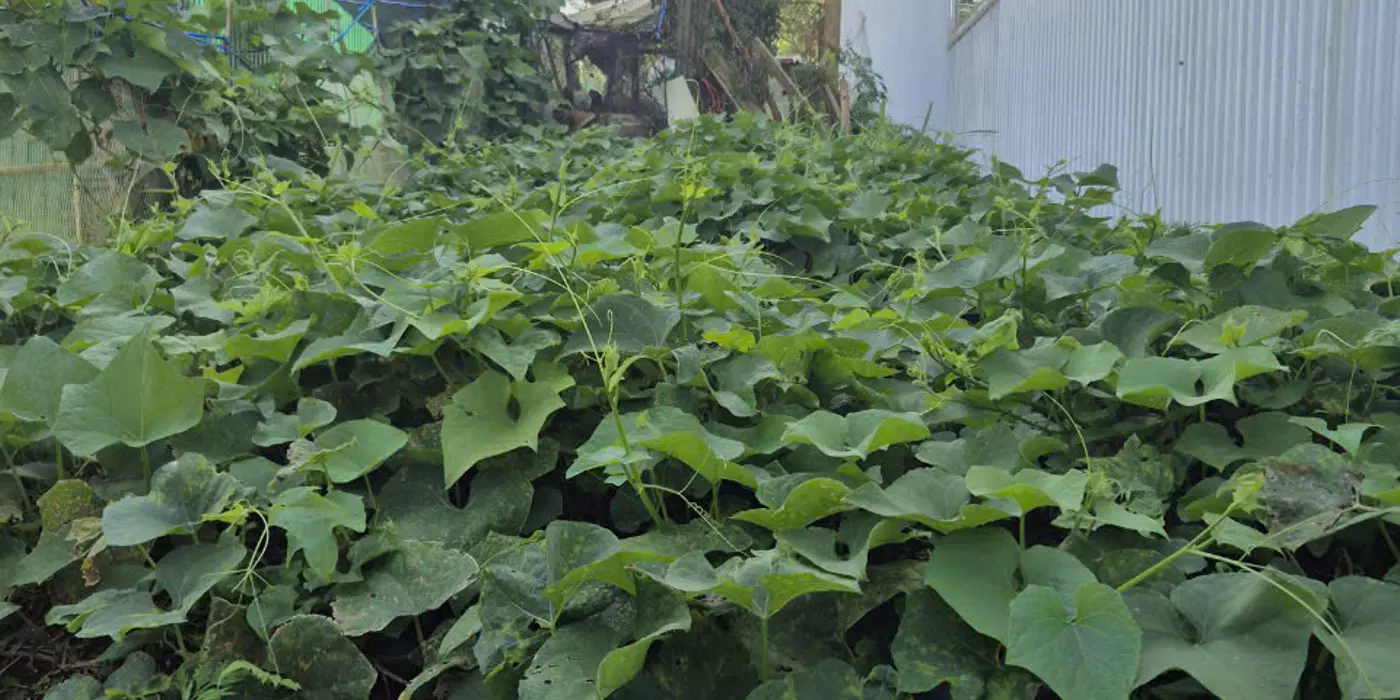 Bán đất KQH An Sơn, Phường 4, Đà Lạt.