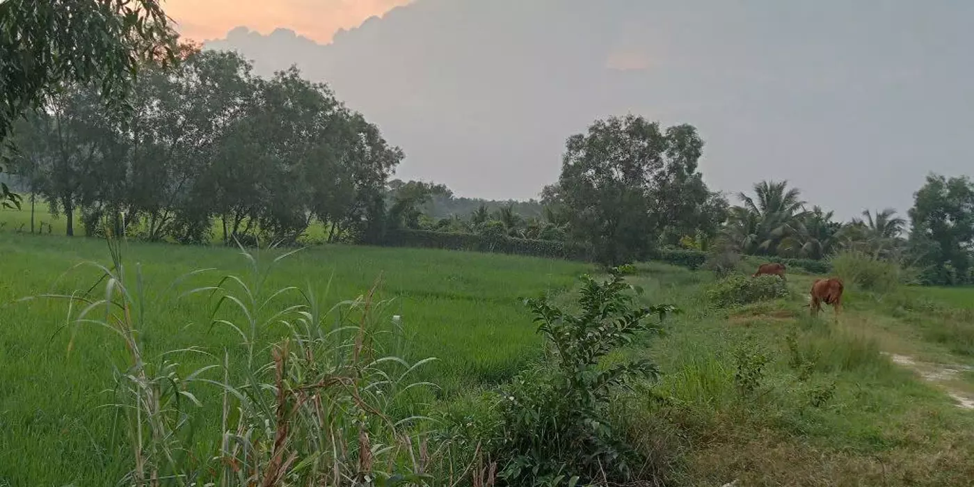 TRẢ LÀ BÁN -  GẦN 3 NGHÌN M2 MẶT TIỀN ĐƯỜNG NHỰA HƯƠNG LỘ 2