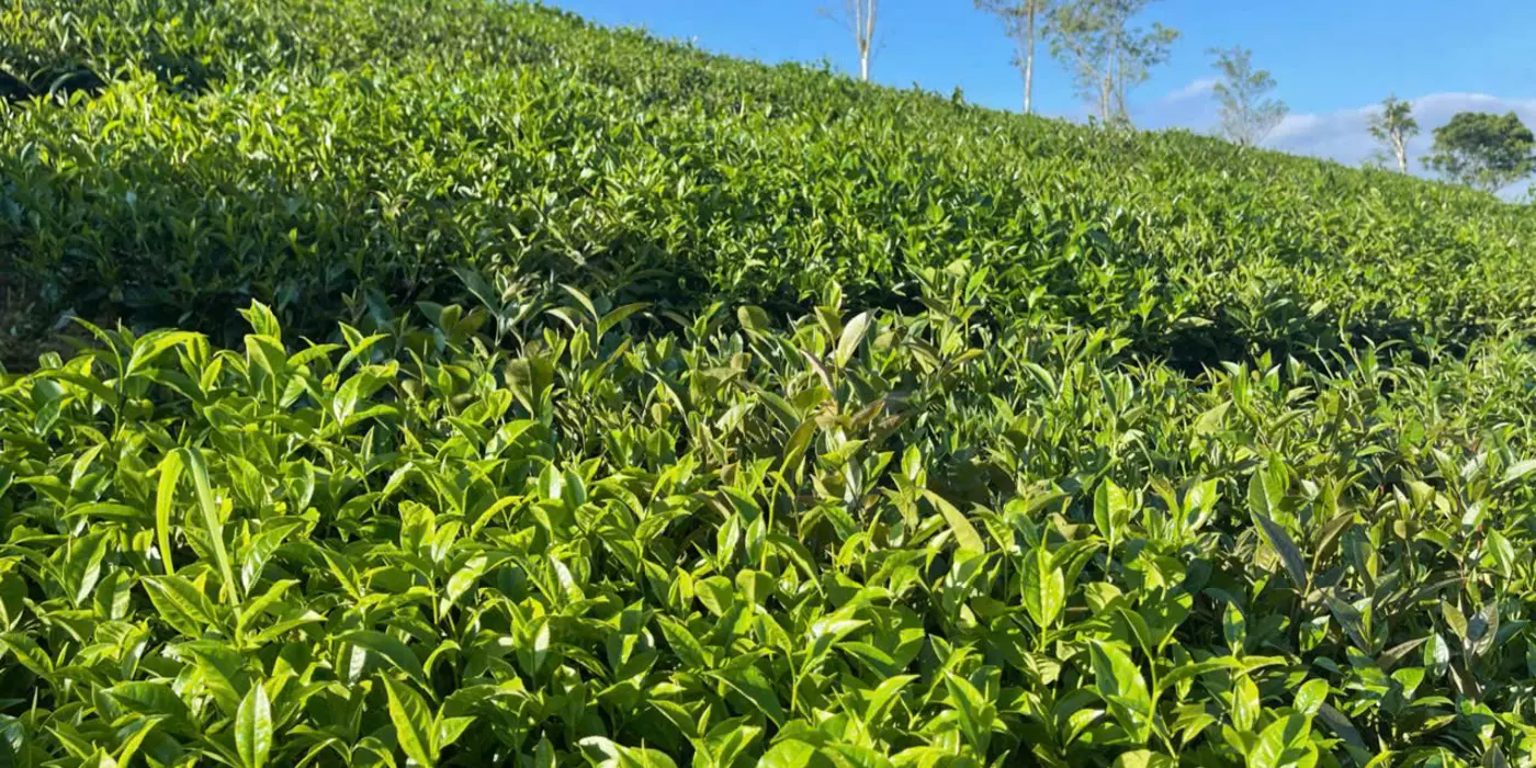 Siêu phẩm đất nghỉ dưỡng 1,2ha trung tâm TT nông trường Mộc Châu – View đồi chè tuyệt đẹp