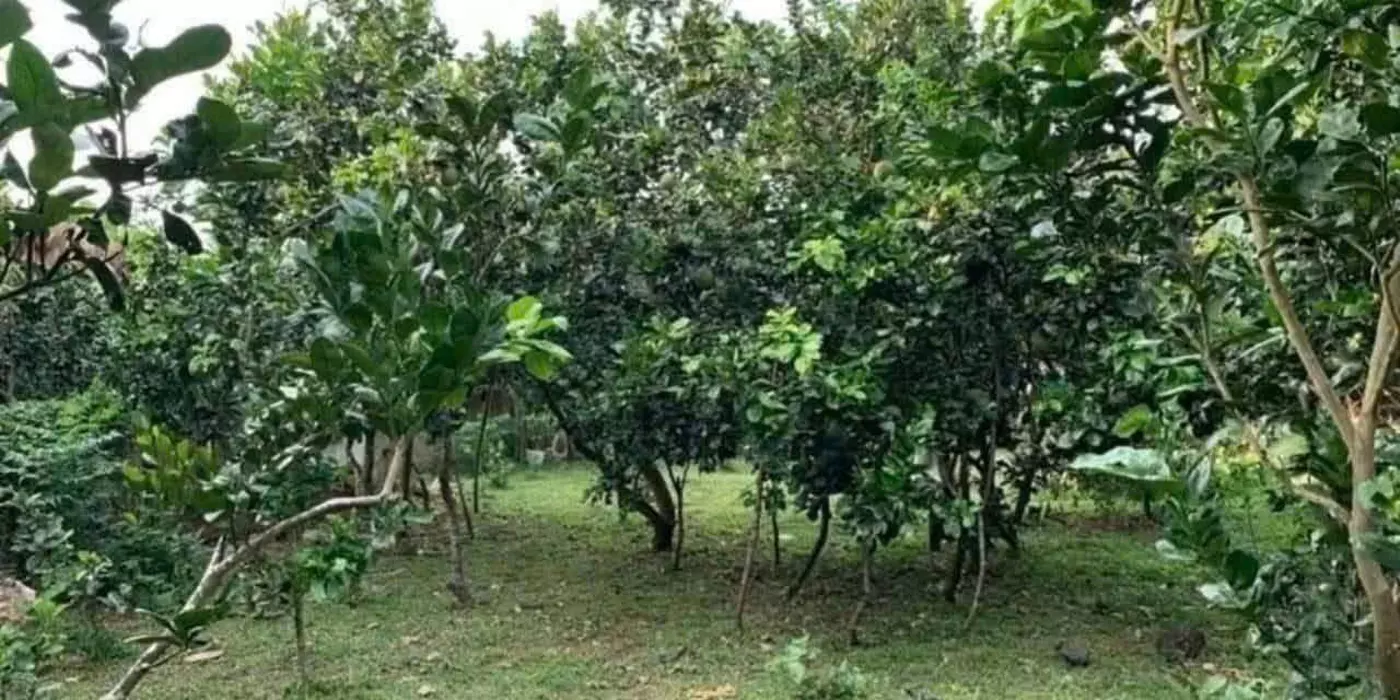 ĐI MỸ ĐỊNH CƯ CẦN BÁN GÁP LÔ ĐẤT 3000M2 GIÁ CHỈ 350 TRIỆU