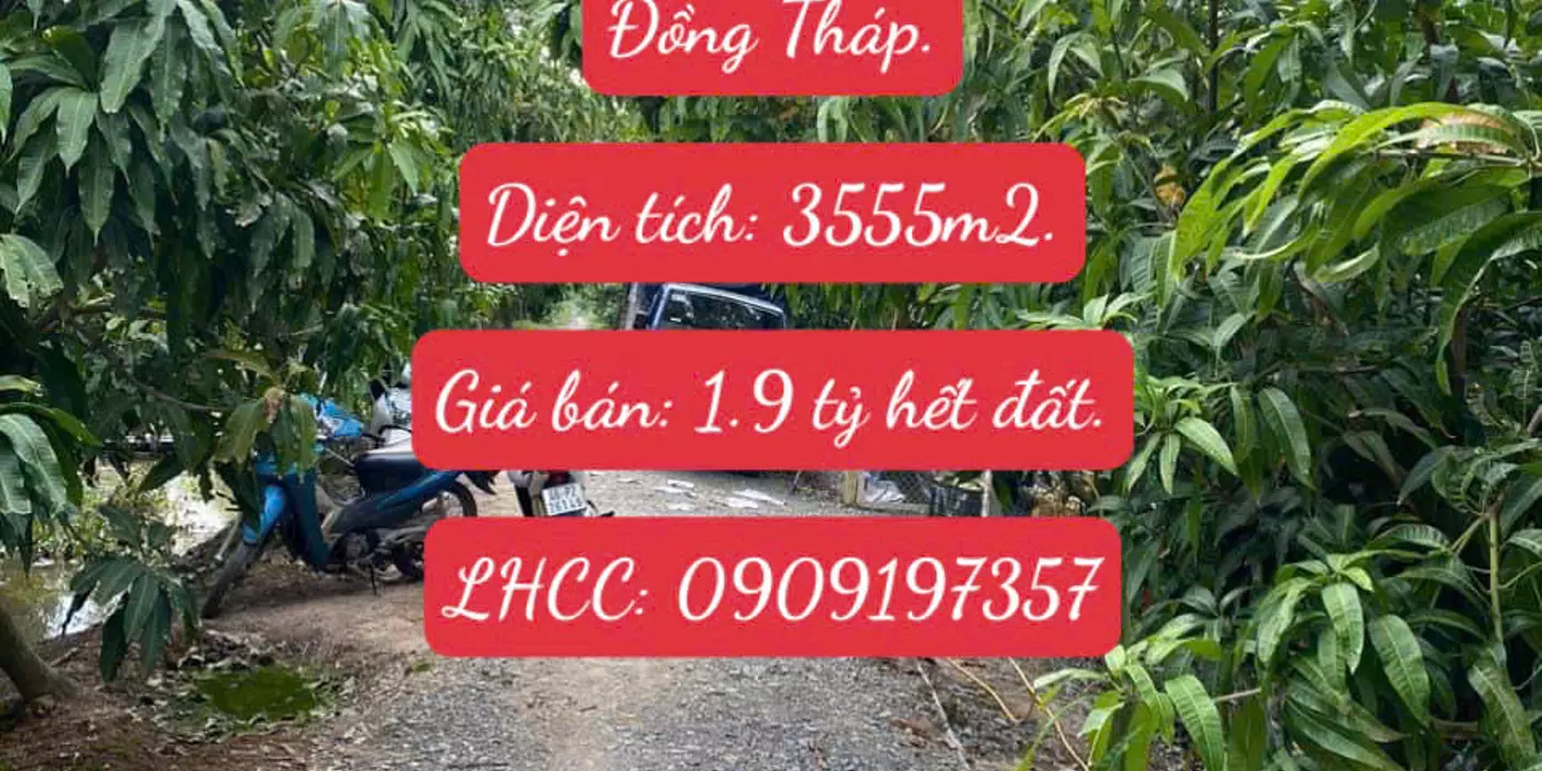Bán 3555m2 (hơn 3.5 công) Đất Chuyên Trồng Lúa Nước Đã Lên Liếp Trồng Xoài Đang Cho Trái Cao Lãnh