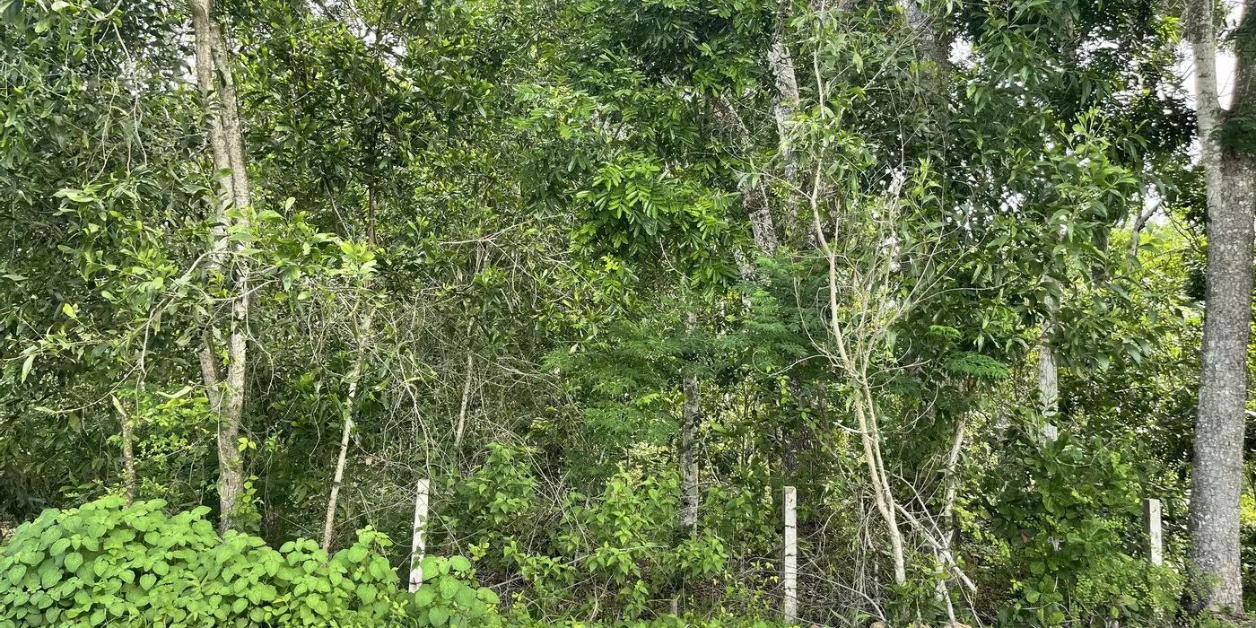Bán 4987m2 đất mặt tiền Lý Nam Đế, Tân Phước, LaGi giá ngộp 3.6 tỷ