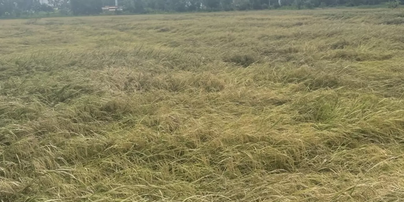 Bán gấp! Đất Đỗ Văn Dậy Tân Hiệp Hóc Môn 1ha, đầu tư sinh lời 39 tỷ.