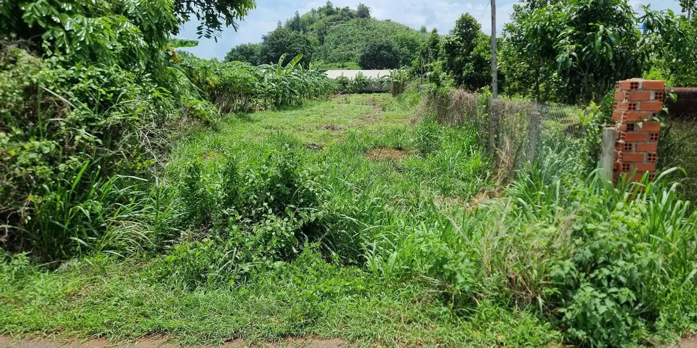CẦN BÁN 1000m² ĐẤT MẶT TIỀN ĐƯỜNG NHỰA – LONG PHƯỚC, TP. BÀ RỊA (P. TAM LONG, TP. HCM)