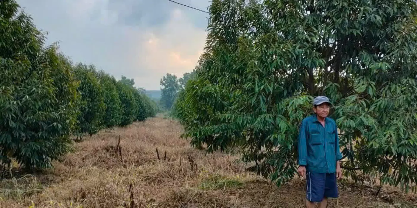BÁN GẤP VƯỜN SẦU RIÊNG 10HA – ĐANG KHAI THÁC, CÓ THU NHẬP NGAY - Huyện Định Quán,Tỉnh Đồng Nai