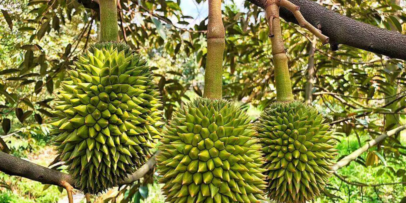 BÁN VƯỜN SẦU RIÊNG ĐẸP – ĐANG CHO TRÁI