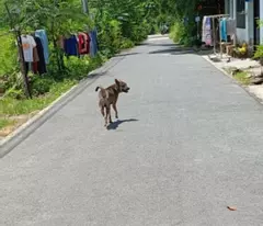 Bán đất đường nhựa thông 6m. Đất sạch đẹp có hàng rào xung quanh. Chính chủ.