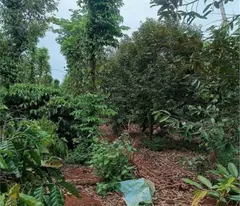 Bể Nợ Bán Lỗ Miếng Đất Mặt Tiền Nhựa TP. Đồng Xoài diện tích 1000m2 giá 480triệu