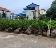 Bán lô đât dân 105m mặt tiền 8.3m đường rộng 5m cách vành đai 4 khoảng 300 giá đầu tư