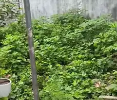 Mảnh đất ô tô vào, cách 20 n ô tô tránh ngay Ninh Sở Thường Tín, giá nhình 1 tỷ
