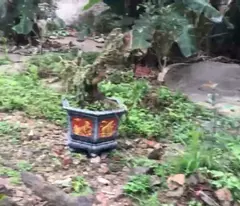 Mảnh đất ô tô vào, cách 20 n ô tô tránh ngay Ninh Sở Thường Tín, giá nhình 1 tỷ