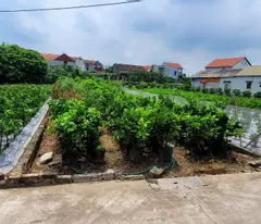 Bán đất dân đường oto tại Mễ Sở cách vành đai 4, 3 phút chạy xe giá đầu tư