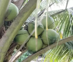 bán đất An Sơn 32 Thành Phố Thuận An, Bình Dương 
Diện tích ngang 15m x dài 32m = 500m² (100m²