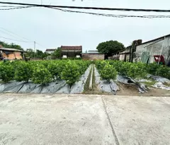 Bán đất Đức Nhuận Dạ Trạch diện tích 125m mặt tiền 5.5m nở hậu giá đầu tư