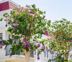 Biệt thự song lập La Vida Vũng Tàu lỗ 900 triệu. Giá chỉ bán trong tháng 6