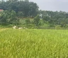 Bán đất Sóc Sơn, đất thổ cư, sẵn sổ, gần vành đai 5, nhỉnh 2tr - THÙY BẮC SƠN