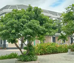 Bán Đất 80m2 Thổ Cư 100%  Mặt Tiềng Đường Trần Đại Nghĩa  Bến Đồn, Hòa Lợi ,Bến Cát, Bình Dương