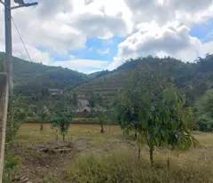 120 TRIỆU/1000M2 ĐẤT TẠI DẠTEH LÂM ĐỒNG - HÀNG RẺ HIẾM CÓ