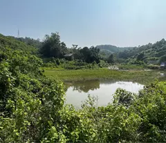 Cần bán đất đồi làm Homestay, kinh doanh dịch vụ du lịch, diện tích 1,3ha giá 1,5 tỷ.