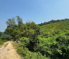 Cần bán đất đồi làm Homestay, kinh doanh dịch vụ du lịch, diện tích 1,3ha giá 1,5 tỷ.