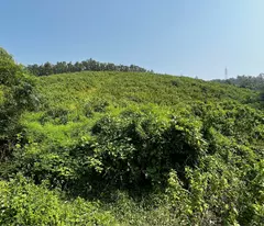 Cần bán đất đồi làm Homestay, kinh doanh dịch vụ du lịch, diện tích 1,3ha giá 1,5 tỷ.