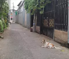Nhà ngang khủng 8.7m, cách 1 căn ra mặt tiền đường Huỳnh Tấn Phát, Nhà Bè, 76m2, 2 tầng, sổ riêng,