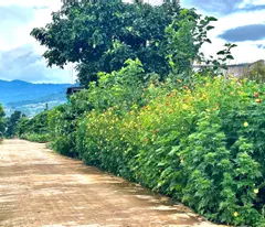 🏡 LÔ ĐẤT CẦN BÁN NHANH VEN ĐÀ LẠT, BÊN SUỐI – SHR – CÓ SẴN ONT