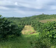 BÁN ĐẤT SÀO ĐƯỜNG B'LAO SARE - XÃ ĐẠI LÀO  - TP BẢO LỘC - LÂM ĐỒNG