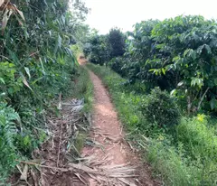BÁN ĐẤT SÀO ĐƯỜNG B'LAO SARE - XÃ ĐẠI LÀO  - TP BẢO LỘC - LÂM ĐỒNG