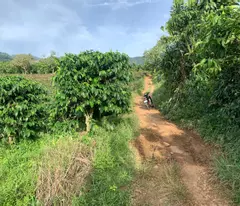 BÁN ĐẤT SÀO ĐƯỜNG B'LAO SARE - XÃ ĐẠI LÀO  - TP BẢO LỘC - LÂM ĐỒNG