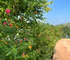 CHƯA ĐẾN 2 TỶ CÓ NGAY 1000M2 ĐẤT TT MỘC CHÂU PHÙ HỢP LÀM HOMESTAY