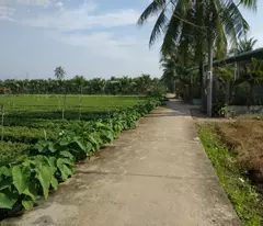 Đất bằng phẳng nằm trong tứ giác Đại học Tiền Giang & Bệnh viện Tiền Giang
