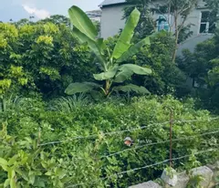 Bán đất gần KCN Nam Lương Sơn, Liên Sơn, 650 triệu, 229m2, đường rộng 7m, mặt tiền 5m