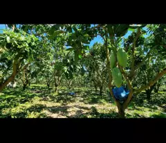 Cần bán 4,3ha đất thị trấn Định Quán, H. Định Quán, Đồng Nai,