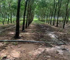 Đất cao su Bình Thuận cần bán đang cho thu hoạch 20-25 triệu