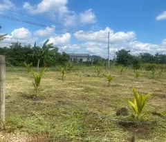 Cần bán đất ở Xuân Tây, Cẩm Mỹ diện tích tổng 897,9m2. Ai cần liên hệ, chính chủ cần bán giá chỉ