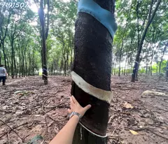 Cần bán 3ha cao su Đồng Tiến cách quốc lộ 14 150 m cao su nhiều mủ tất bằng đẹp nhà cửa điện nước
