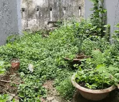 Bán mảnh đất ô tô vào  chỉ hơn 65tr/m2 gần ngay chợ Tự Khoát, Ngũ Hiệp Thanh Trì