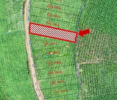 ĐẤT SĂN MÂY TRIỆU ĐÔ GẦN BẢO LỘC CHỈ 1.9 TRIỆU/M2. HÀNG SIÊU HIẾM