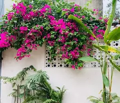 SỤP HẦM, BÁN ĐẤT DIỆN LỚN 263M XÂY KHÁCH SẠN GIÁ CHỈ 22 TỶ ĐƯỜNG TÔ HIẾN THÀNH ĐÀ NẴNG.