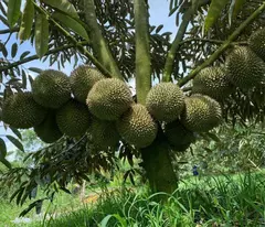 4. Chủ cần bán nền 400 triệu cách đại học Tây Đô 5 phút xe máy