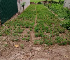 BÁN LÔ ĐẤT HUYỆN KIẾN XƯƠNG -  TIỀM NĂNG SINH LỜI CAO
TẠI THÔN ĐÔNG THÀNH XÃ BÌNH MINH HUYỆN KIẾN