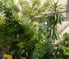 BÁN ĐẤT CHÍNH CHỦ MẶT TIỀN ĐƯỜNG NHỰA 26.000M2
