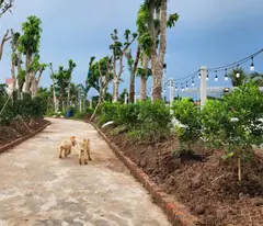 Chuyển Nhượng Lô Đất Thuộc Xã Tân Phong- Huyện Kiến Thụy- Hải Phòng
