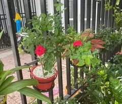 Chính Chủ Bán Nhà Riêng Ngay Trung Tâm Thủ Dầu 1