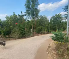 Bán đất 3 mặt tiền đường bê tông 1800m2 full hồng đất ở tại Xuân Tây, Cẩm Mỹ, Đồng Nai,